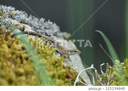 脱皮不全の野生ニホンカナヘビ(日本金蛇) 脱皮不全の野生ニホンカナヘビ(日本金蛇) 125134840
