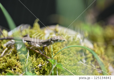 脱皮不全の野生ニホンカナヘビ(日本金蛇) 脱皮不全の野生ニホンカナヘビ(日本金蛇) 125134841