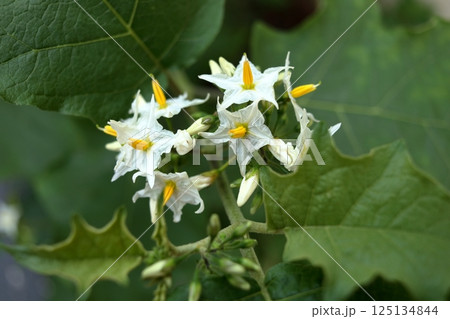 White flowers group of Turkey berry blooming on branch. White flowers group of Turkey berry blooming on branch. 125134844