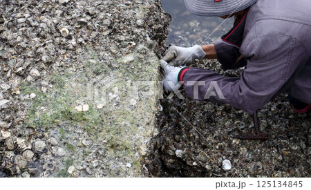 Hands in glove peeling oyster on rock. Hands in glove peeling oyster on rock. 125134845