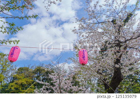 【千葉県千葉市】千葉城・さくら祭り|桜と提灯 【千葉県千葉市】千葉城・さくら祭り|桜と提灯 125135079