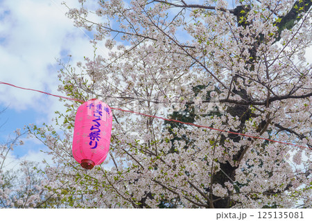 【千葉県千葉市】千葉城・さくら祭り｜桜と提灯 125135081