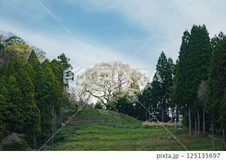 春の山に立つ一本桜　金谷城山桜　 125135697