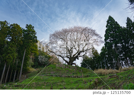 春の山に立つ一本桜　金谷城山桜　 125135700