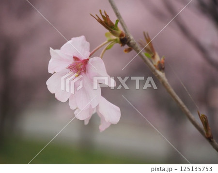 桜の花びら 125135753