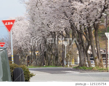 道路沿いに咲く満開の桜 125135754