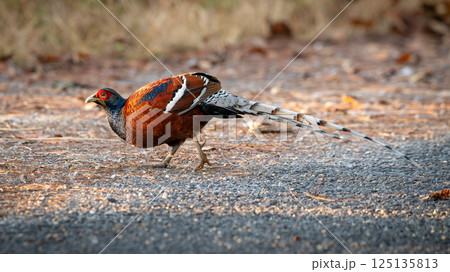 A colorful male Mrs. Hume's pheasant walking on a forest path with vivid plumage and a long patterned tail, captured in natural sunlight. A colorful male Mrs. Hume's pheasant walking on a forest path with vivid plumage and a long patterned tail, captured in natural sunlight. 125135813