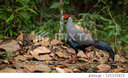 A striking Siamese Fireback pheasant with red face and elegant plumage walking on dry forest ground covered in fallen leaves. A striking Siamese Fireback pheasant with red face and elegant plumage walking on dry forest ground covered in fallen leaves. 125135815