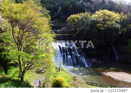 若葉と龍門の滝 125135867