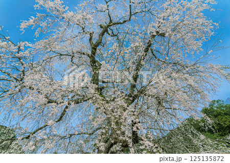青空に映える満開の安養寺のしだれ桜 青空に映える満開の安養寺のしだれ桜 125135872