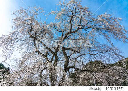 青空に映える満開の安養寺のしだれ桜 青空に映える満開の安養寺のしだれ桜 125135874