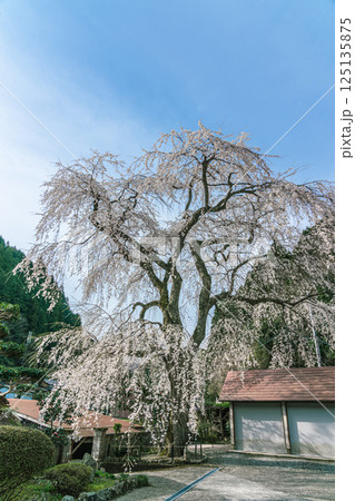 青空に映える満開の安養寺のしだれ桜 青空に映える満開の安養寺のしだれ桜 125135875