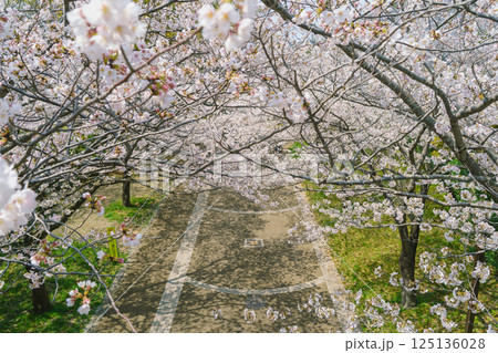 【千葉県千葉市】おゆみの四季の道と桜の花(春の道・おゆみ野さくら公園付近) 125136028