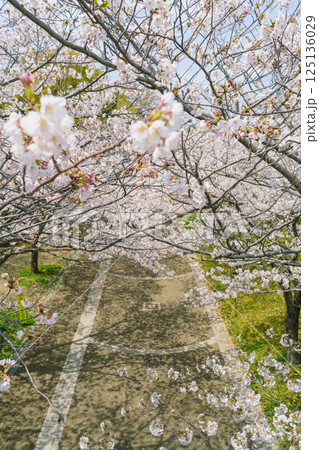 【千葉県千葉市】おゆみの四季の道と桜の花(春の道・おゆみ野さくら公園付近) 【千葉県千葉市】おゆみの四季の道と桜の花(春の道・おゆみ野さくら公園付近) 125136029