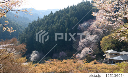吉野下千本の桜を進むロープウェイ 七曲りより 奈良県 吉野下千本の桜を進むロープウェイ 七曲りより 奈良県 125136034