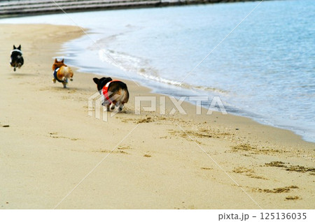 砂浜ダッシュ!元気いっぱいコーギーたち 砂浜ダッシュ!元気いっぱいコーギーたち 125136035