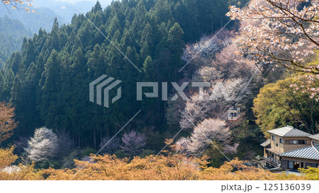 吉野下千本の桜を進むロープウェイ 七曲りより 奈良県 吉野下千本の桜を進むロープウェイ 七曲りより 奈良県 125136039