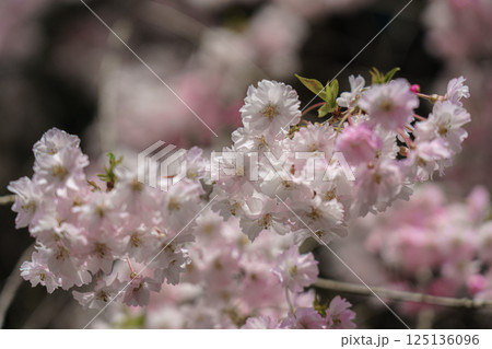 山の中に咲く枝垂れ桜 125136096