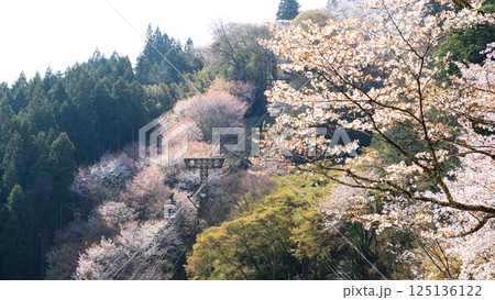 美しい桜の中を進むロープウェイ　吉野七曲りより　奈良県 125136122