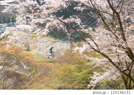 美しい桜の中を進むロープウェイ　吉野七曲りより　奈良県 125136131