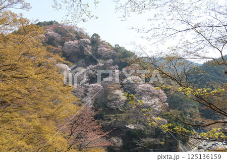 美しい吉野下千本の桜　七曲りより　奈良県 125136159