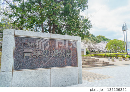 【千葉県千葉市】春の桜咲く青葉の森公園・西口 【千葉県千葉市】春の桜咲く青葉の森公園・西口 125136222
