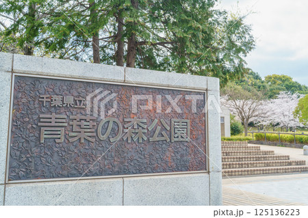 【千葉県千葉市】春の桜咲く青葉の森公園・西口 125136223