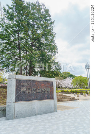 【千葉県千葉市】春の桜咲く青葉の森公園・西口 125136224