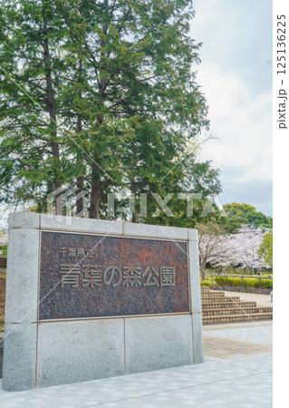 【千葉県千葉市】春の桜咲く青葉の森公園・西口 125136225