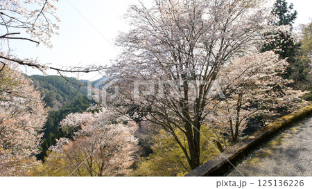 美しい吉野下千本の桜 七曲り 奈良県 美しい吉野下千本の桜 七曲り 奈良県 125136226