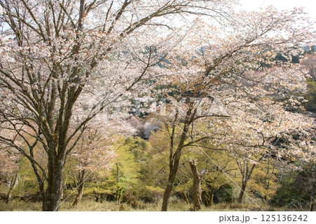 美しい吉野下千本の桜　七曲りより　奈良県 125136242