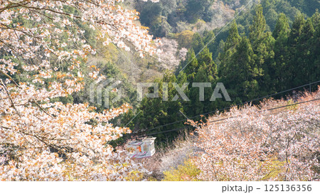 清々しい桜とロープウェイ　吉野七曲り　奈良県 125136356