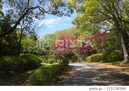 生田緑地の新緑 生田緑地の新緑 125136566