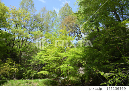 生田緑地の新緑 125136569