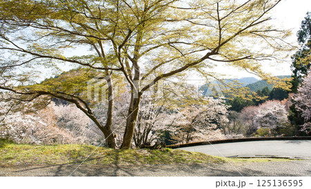 美しい吉野下千本の桜　七曲り　奈良県 125136595