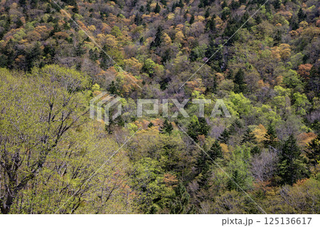新緑の定山渓の山 新緑の定山渓の山 125136617