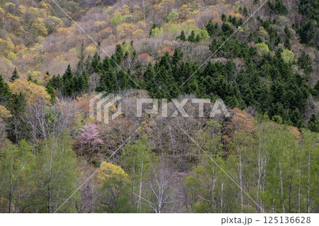 新緑の定山渓の山 125136628