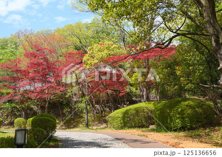 生田緑地の新緑 125136656