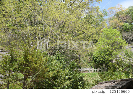 生田緑地の新緑 125136660