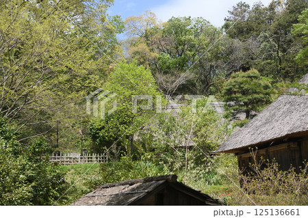 生田緑地の新緑 生田緑地の新緑 125136661