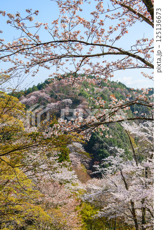 吉野下千本　七曲りより見る絶景　　奈良県 125136673