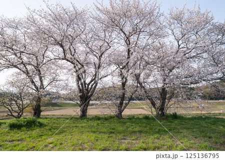 満開の桜 満開の桜 125136795