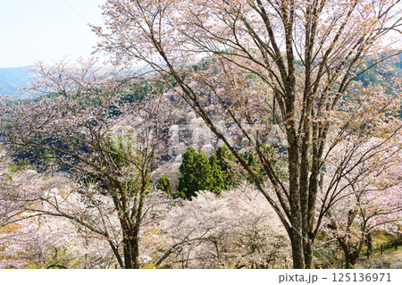 爽やかな春を迎えた吉野下千本 七曲りにて 奈良県 爽やかな春を迎えた吉野下千本 七曲りにて 奈良県 125136971