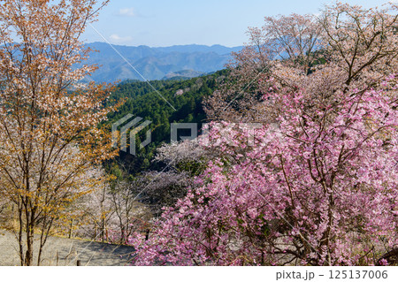 吉野下千本　七曲りより見る絶景　　奈良県 125137006