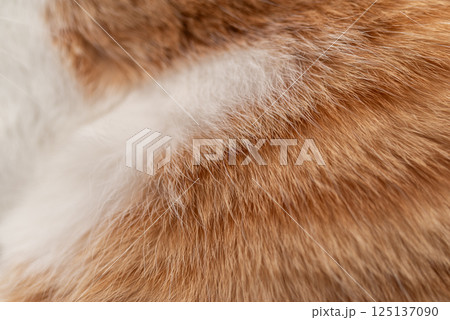 可愛い猫の毛並み 125137090