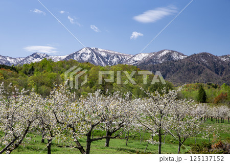 さくらんぼの花と残雪 さくらんぼの花と残雪 125137152