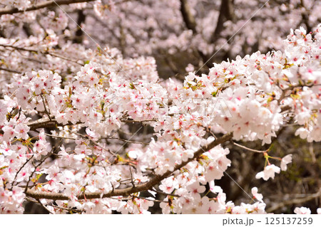 サクラ、桜 125137259
