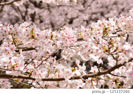 サクラ、桜 サクラ、桜 125137260