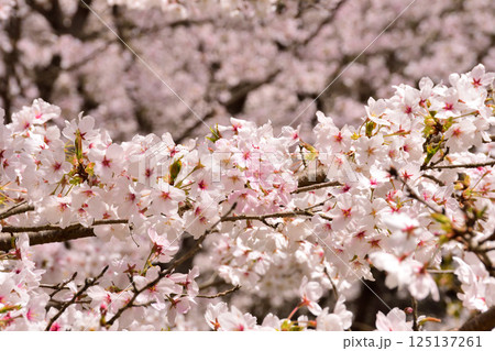 サクラ、桜 125137261