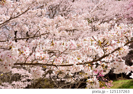 サクラ、桜 サクラ、桜 125137263